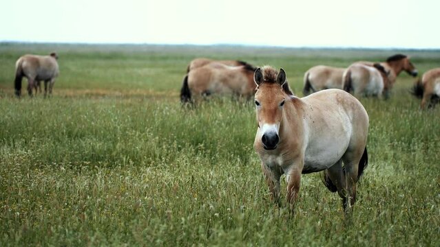 Horses on the Great Hungarian Plain, the Hortobagy. Hortobagy is an UNESCO World Heritage Site.