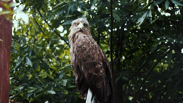 Saker falcon in close up outdoors