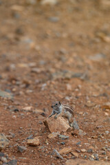 Curious Barbary ground squirrel or chipmunk on the rocks in Betancuria mountains. Fuerteventura, Canary Islands, Spain.