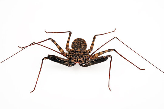 Afrikanische Gei&szlig;elspinne // african Tailless Whip Scorpion (Damon diadema)