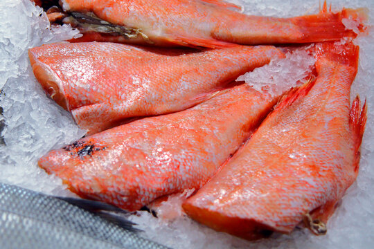 Fillet of Norwegian fish. Red fish.Silver carp.Gobusha steak. Perch.Salmon.For store counters.Close-up. northern red perch.Large salmon.The concept of fish advertising.	