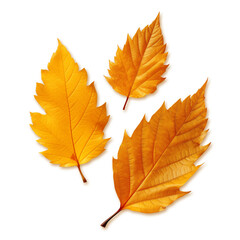 Autumn leaves isolated on transparent or white background, png