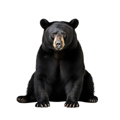 black bear isolated on white background - obrazy, fototapety, plakaty