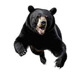 black bear isolated on white background