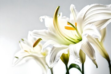 bouquet of white lilies