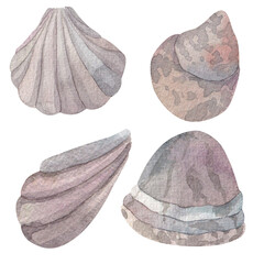 set of four seashells, pearlescent delicate shades of pink and blue, hand-drawn in watercolor on white background for decoration, design. marine theme