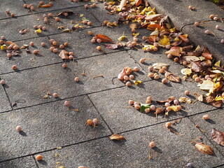 秋　地面に落ちた銀杏