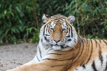 Nahaufnahme Portrait eines prächtigen Tigers