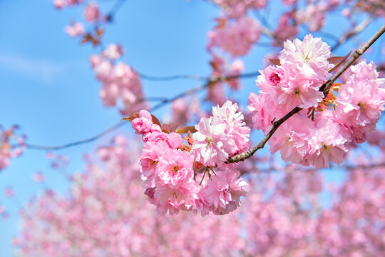 A tree with lots of pink flowers on it. Sakura blossoms in Berlin, Germany.