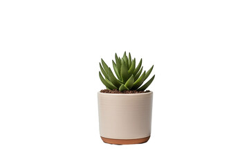 Potted Succulent Plant Isolated on White Background