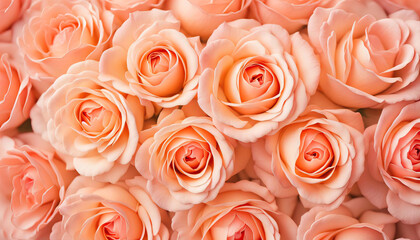 Beautiful roses close up