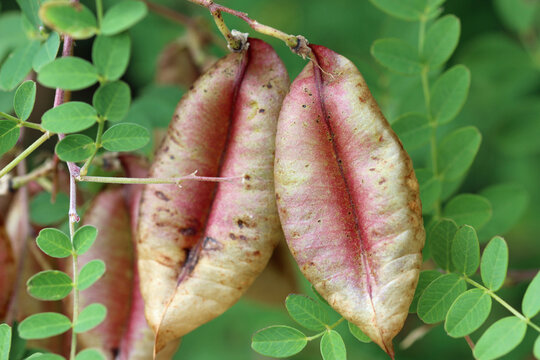 Bladder senna plant seed pods in close up