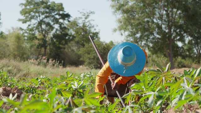 Farmers eliminate weeds in cassava fields during the dry season in Thailand. Mowing the weeds in the cassava field. Footage B roll