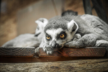  Lemur beim ab chillen