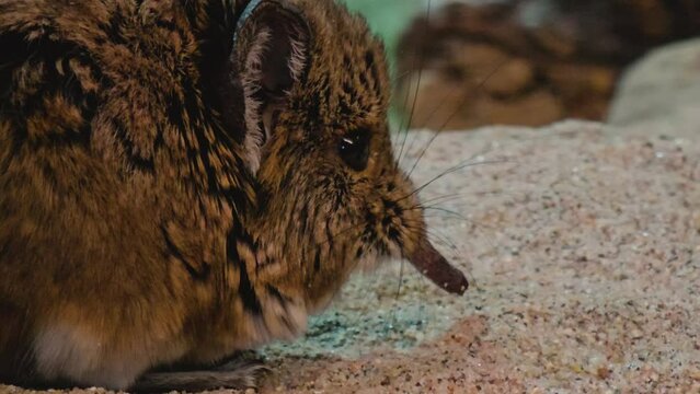 Close view of an Elephant shrew mouse wiggling his nose.	