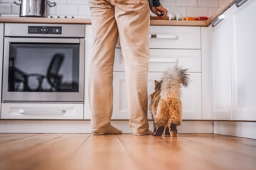 Man and a cat are preparing food in the kitchen
