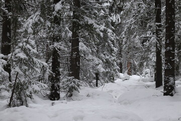 snow covered forest