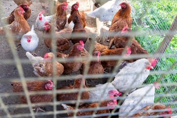 Hen laying eggs in a chicken coop on an organic farm. Chickens in chicken coop. Poultry farm for family consumption in Spain.