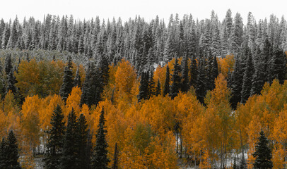Colorado Landscape Yellow Autumn Aspen Colors with Snow on the Ground. First Snowfall of the Season