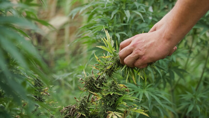 Male hands touching leaves of marijuana plants on the outdoor plantation, checking flowers and buds on the crop, close up shot. - obrazy, fototapety, plakaty