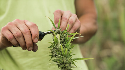 Male hands harvesting weed crop, cutting flower buds from cannabis plant short grow strain, close up shot. CBD raw material production concept.