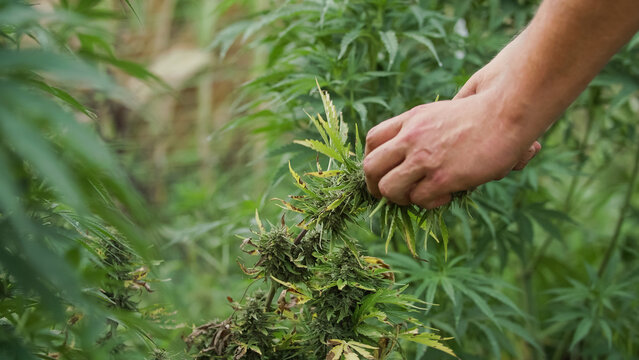 Male hands touching leaves of marijuana plants on the outdoor plantation, checking flowers and buds on the crop, close up shot.