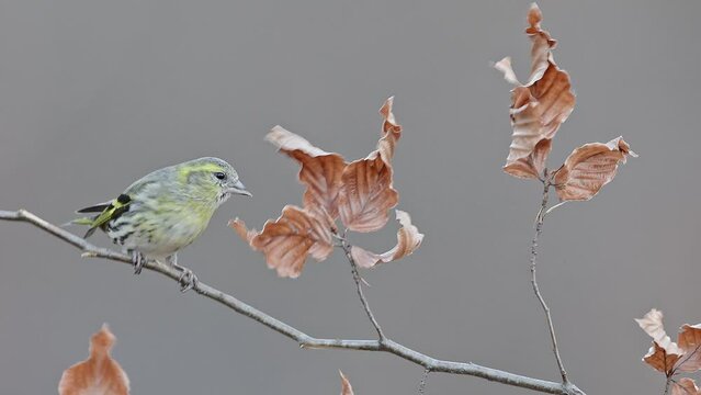 Eurasian siskin lands on branch then flies away (Spinus spinus)