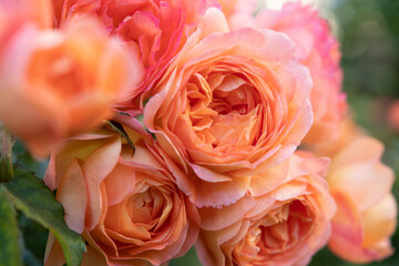 amazing royal double pink-apricot color roses blossom in garden. close up shot.