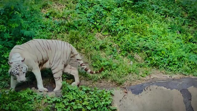 restless white tiger caught by the river bank near by the human habitation