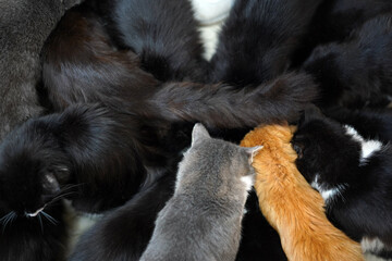 Lots of black cats and one red and one gray