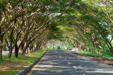 Tunnel of trees in Gunaksa near Kusamba in East Bali, Indonesia. 