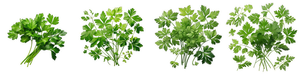 Chervil Hyperrealistic Highly Detailed Isolated On Transparent Background Png File - obrazy, fototapety, plakaty