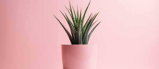 Aloe vera potted plant in pink pot for indoor use. - obrazy, fototapety, plakaty