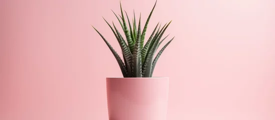Schilderijen op glas Aloe vera potted plant in pink pot for indoor use. © TheWaterMeloonProjec