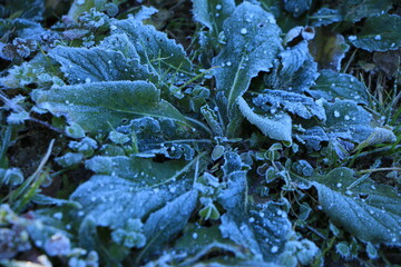 霜の降りた早朝の畑