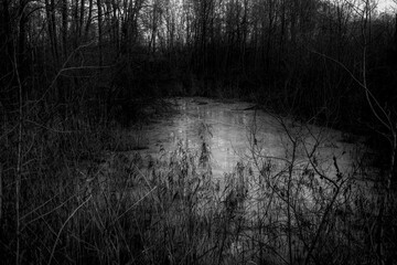 Branches of trees in the cold and flood forest in black and grey tone. Despair and hopeless concept - obrazy, fototapety, plakaty