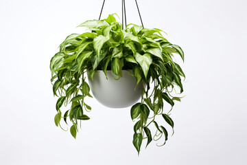 Hanging houseplant in pot for garden and home decoration isolated on white background
