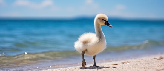 Fototapeta premium Close-up photo of a young brown swan chick walking near blue Baltic sea waters with high resolution. Mute swan, scientifically known as Cygnus olor.