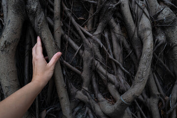 Hand touching the roots of the tree overgrown on the wall