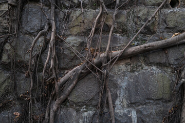Roots of the tree growns on the stone wall