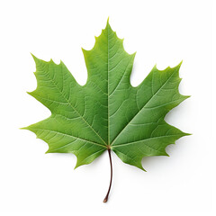 Green maple leaf isolated on a white background - obrazy, fototapety, plakaty