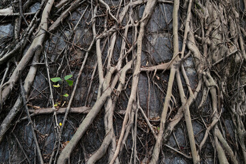 Roots of the tree growns on the stone wall