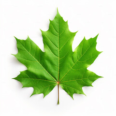 Green maple leaf isolated on a white background - obrazy, fototapety, plakaty