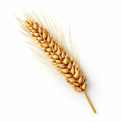 An ear of wheat isolated on a white background