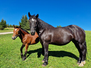 Obraz premium black horse mother and brown stallion grazing in a mountain meadow