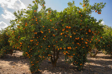 orange tree in orchard