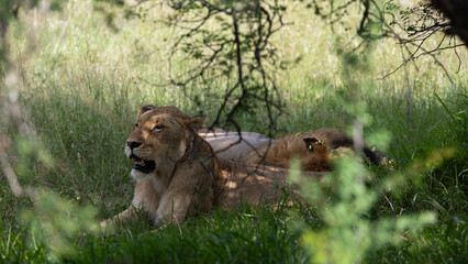 a mating pair of lions resting in the shade