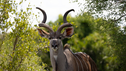 a kudu bull with spiral horns