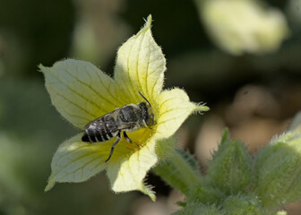 The genus Megachile is a cosmopolitan group of solitary bees, often called leafcutter bees or leafcutting bees, Crete
