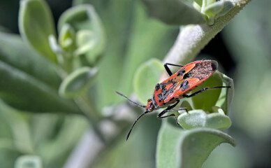 Corizus hyoscyami is a species of scentless plant bug belonging to the family Rhopalidae. It is commonly called the cinnamon bug or black and red squash bug